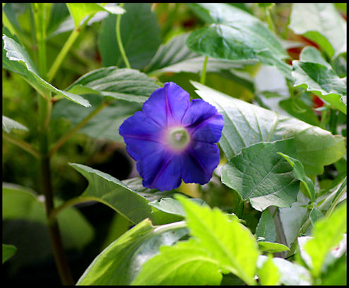 blueflower1