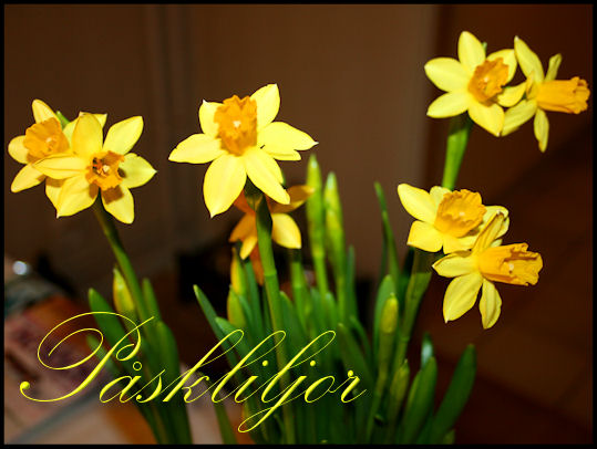 easterlily1