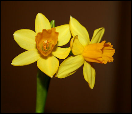 easterlily2