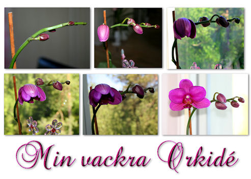 min-vackra-orkide1