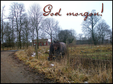 morgonhorses1