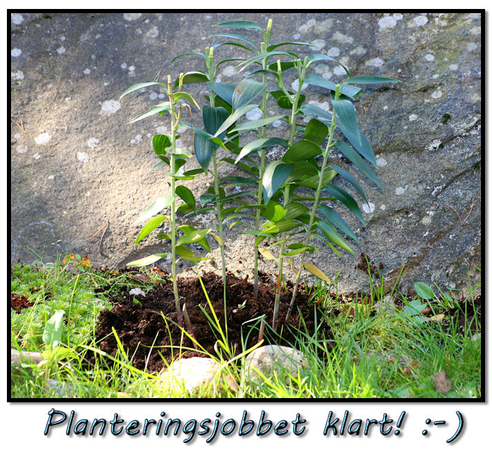 plantering1