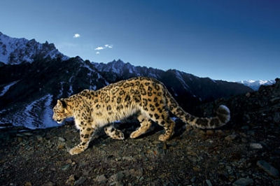 snowleopard3