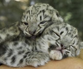 snowleopardkid1