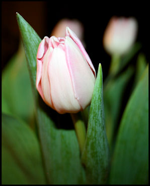tulipevening2