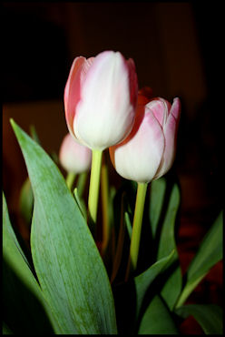 tulipevening3