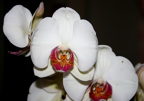 vit-orkide1