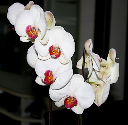 vit-orkide2
