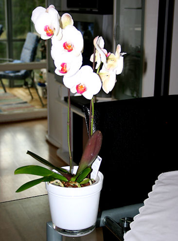 vit-orkide3